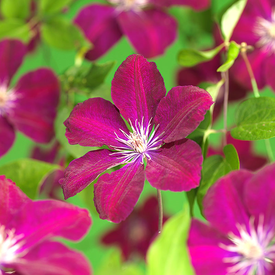 Klematis 'Rouge Cardinal'