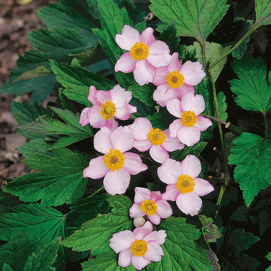 Höstanemon 'Robustissima'