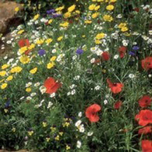 Vildblomstermix