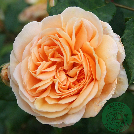 Ros 'Crown Princess Margareta'