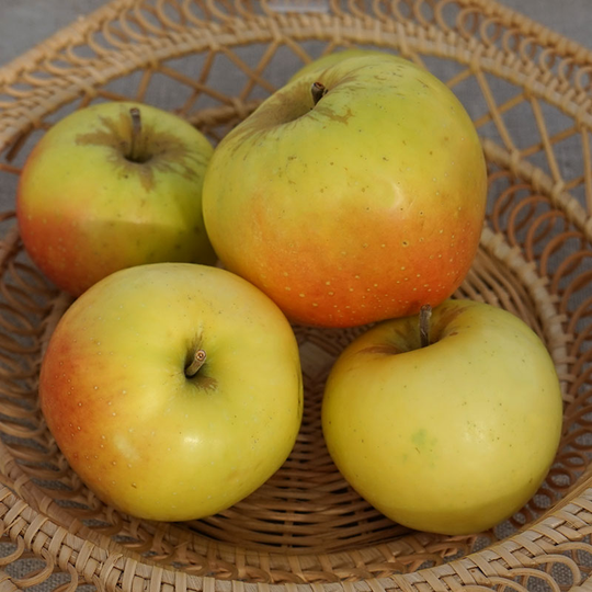 Ympris äpple 'Filippa'