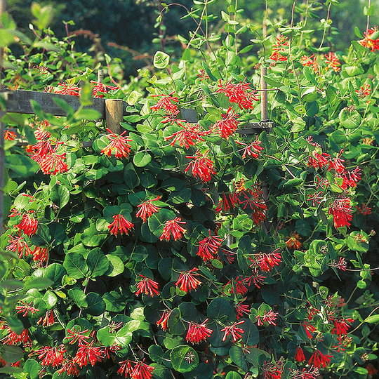 Eldkaprifol 'Dropmore Scarlet'