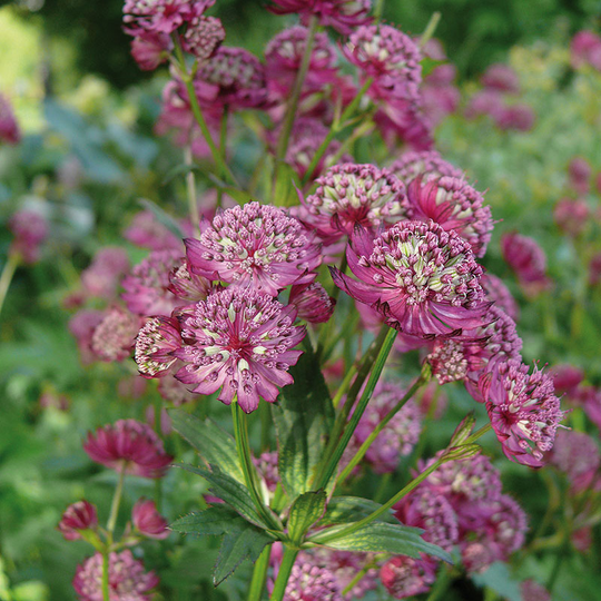 Stjärnflocka 'Rubra', 3-pack