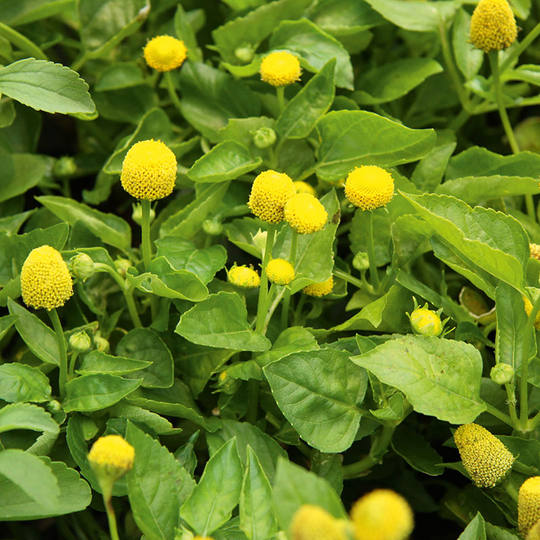 Parakrasse 'Homer'