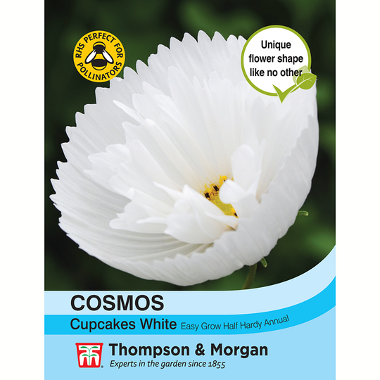 Rosenskära 'Cupcakes White'