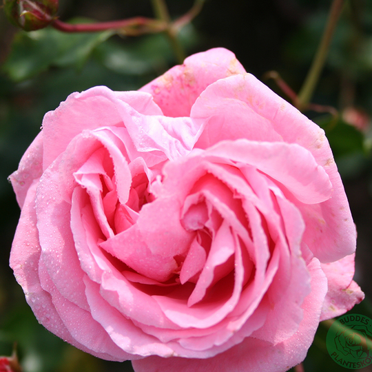 Ros 'Coral Dawn'