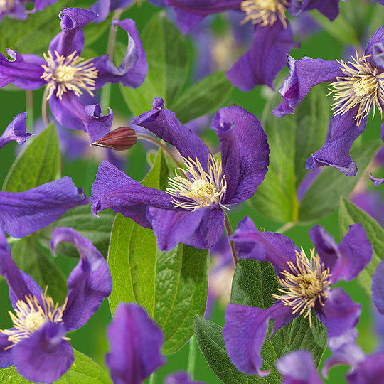 Klematis 'Blue Pirouette'