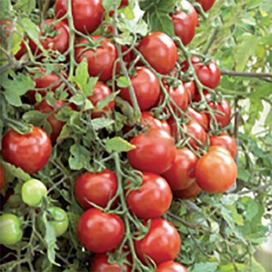Tomatplanta Körsbärs-/balkongtomat Balconi Röd