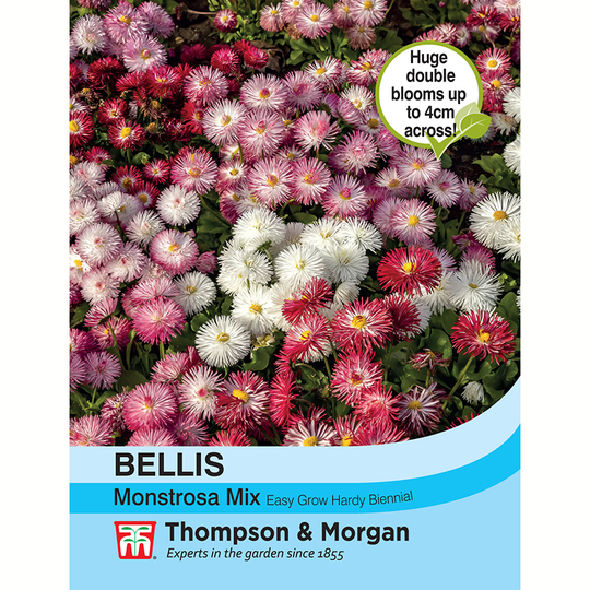 Tusensköna 'Monstrosa mix'
