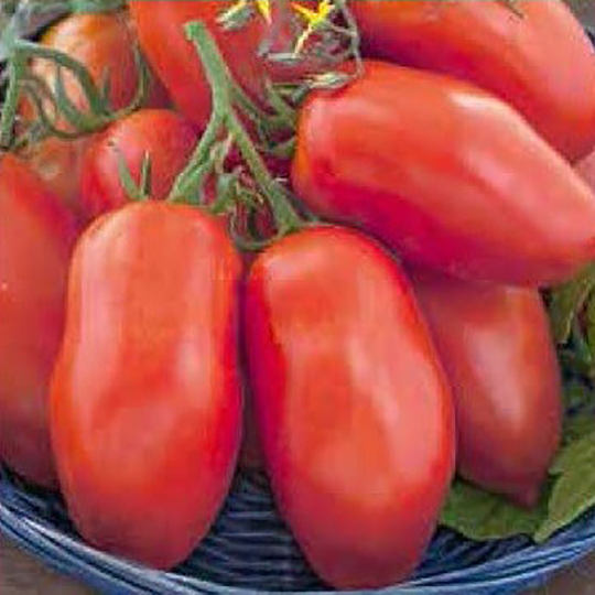 Tomat 'Pozzano'