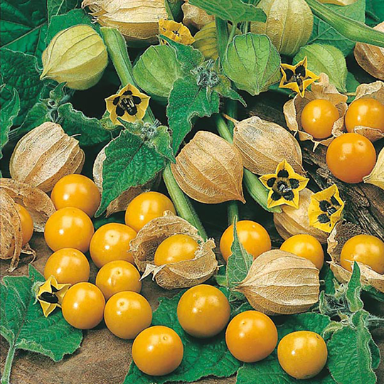 Physalis, Physalis peruviana