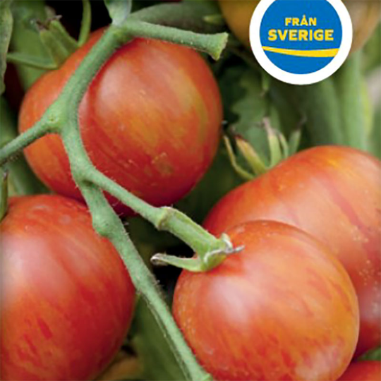Tomatplanta Tomat 'Tigerella'