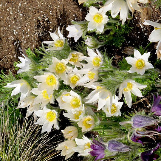 Backsippa 'Bells White'