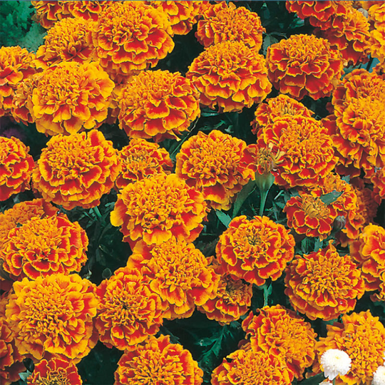 Sammetstagetes 'Honeycomb'