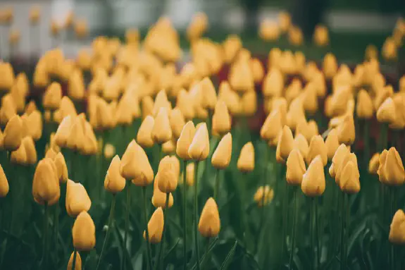 Då blommar vårblommor